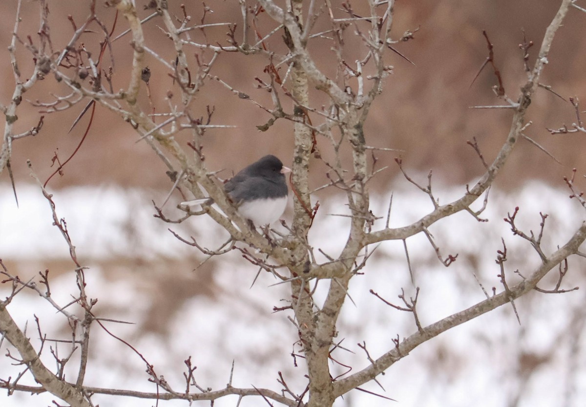 Dark-eyed Junco - ML646465718