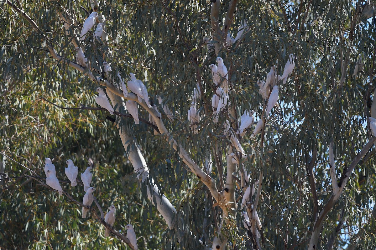 Little Corella - ML646465719