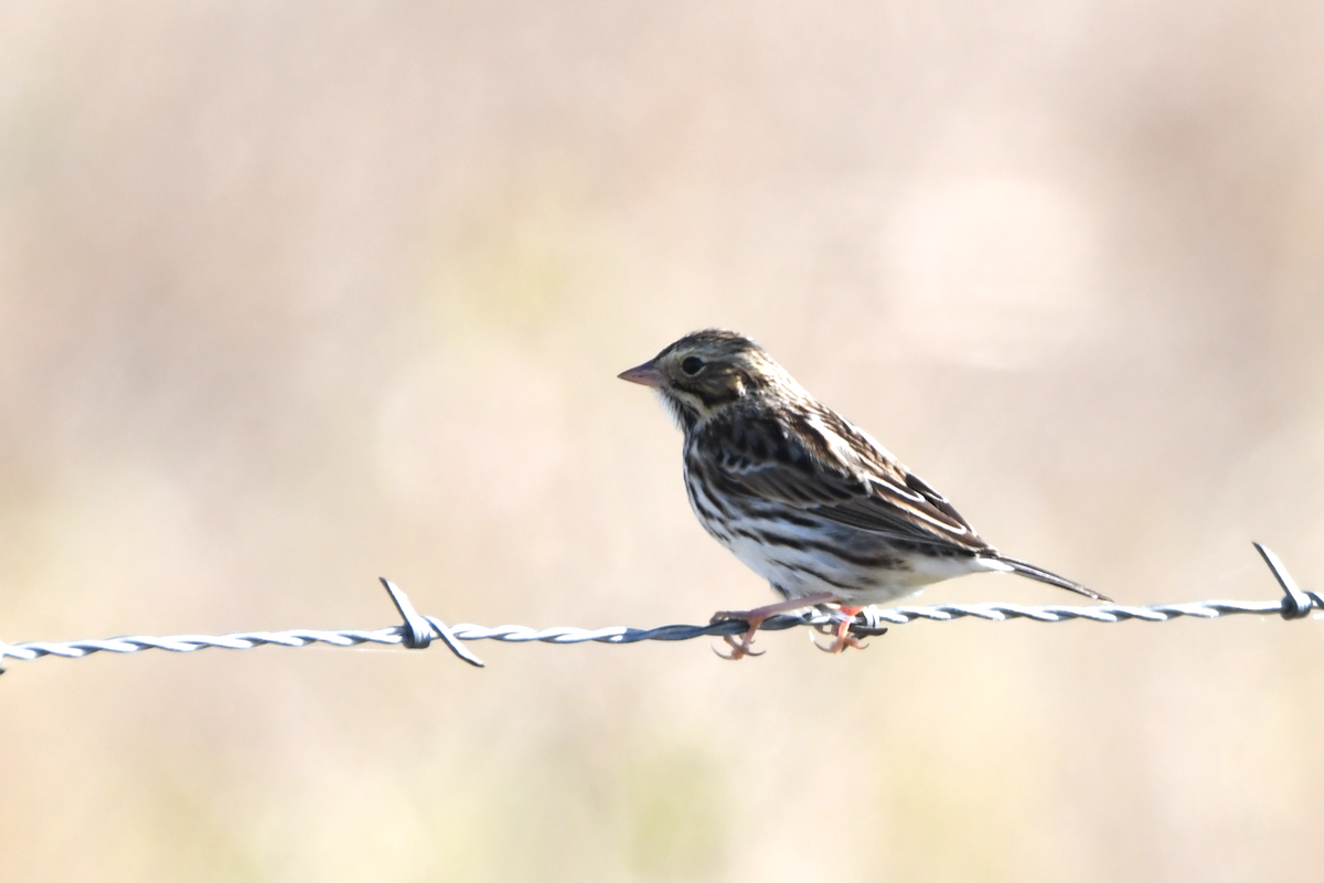 Chingolo Sabanero - ML646465721