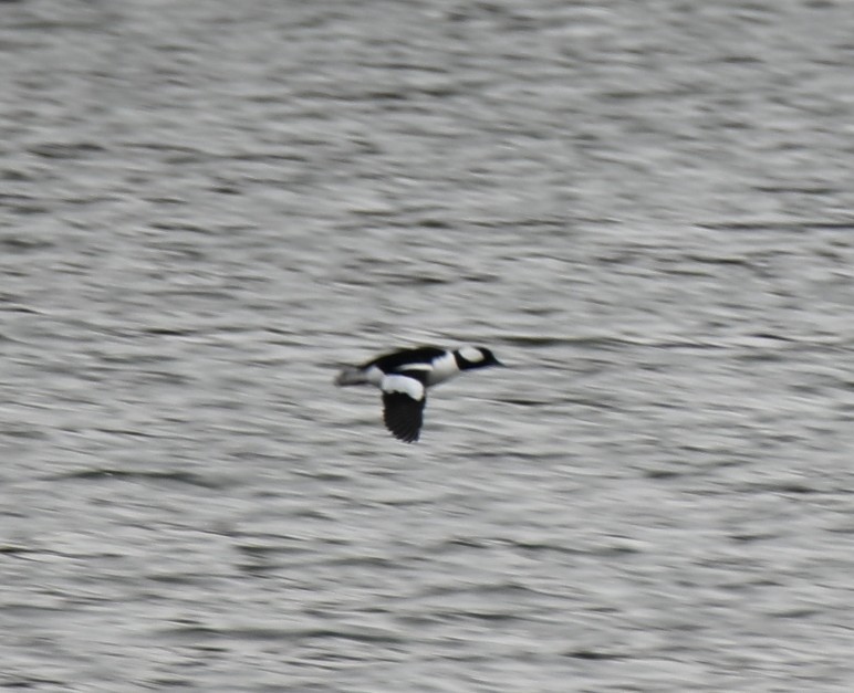 Bufflehead - ML646465722