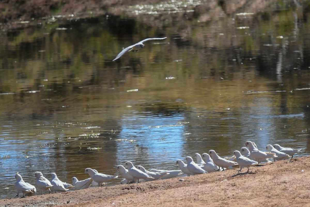 Little Corella - ML646465723