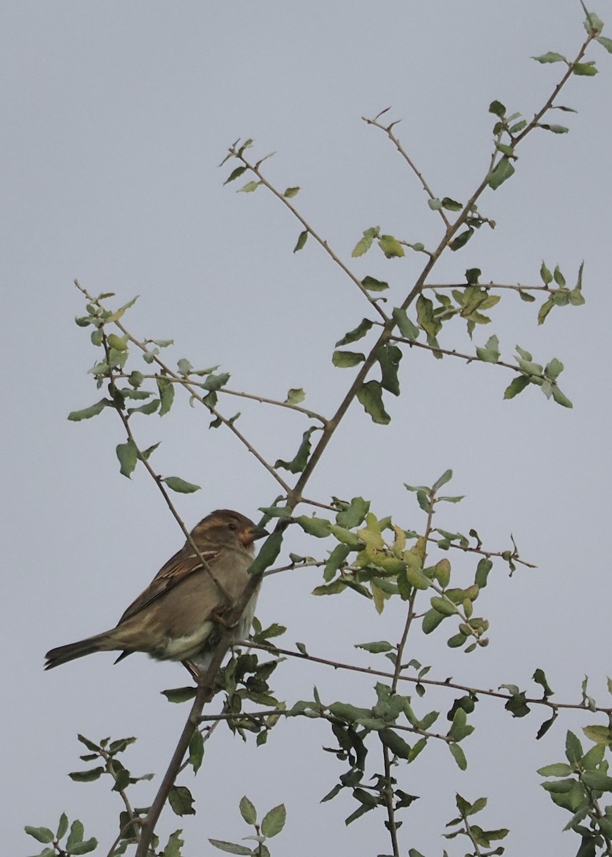 House Sparrow - ML646465724