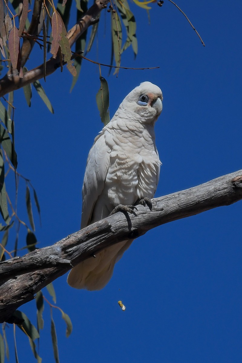 Little Corella - ML646465726