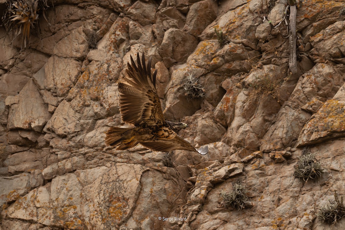 káně orlí - ML646465728