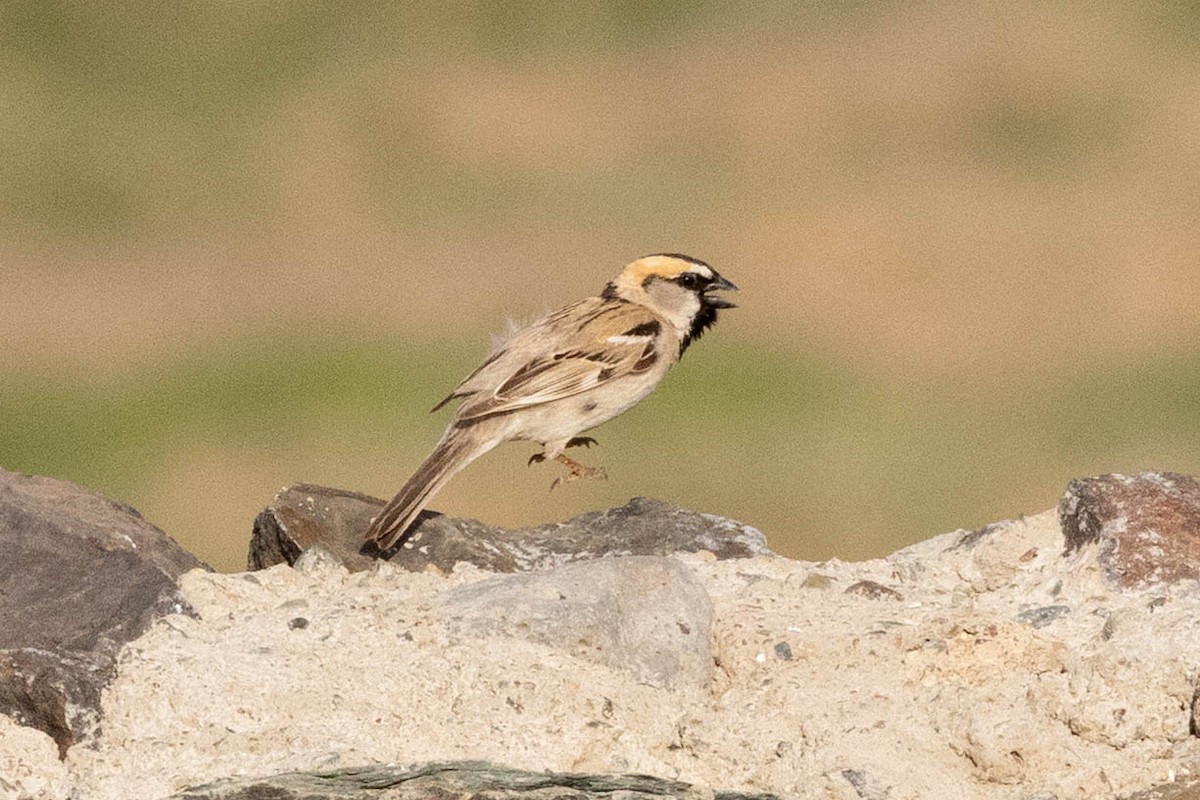 Saxaul Sparrow - ML646465730