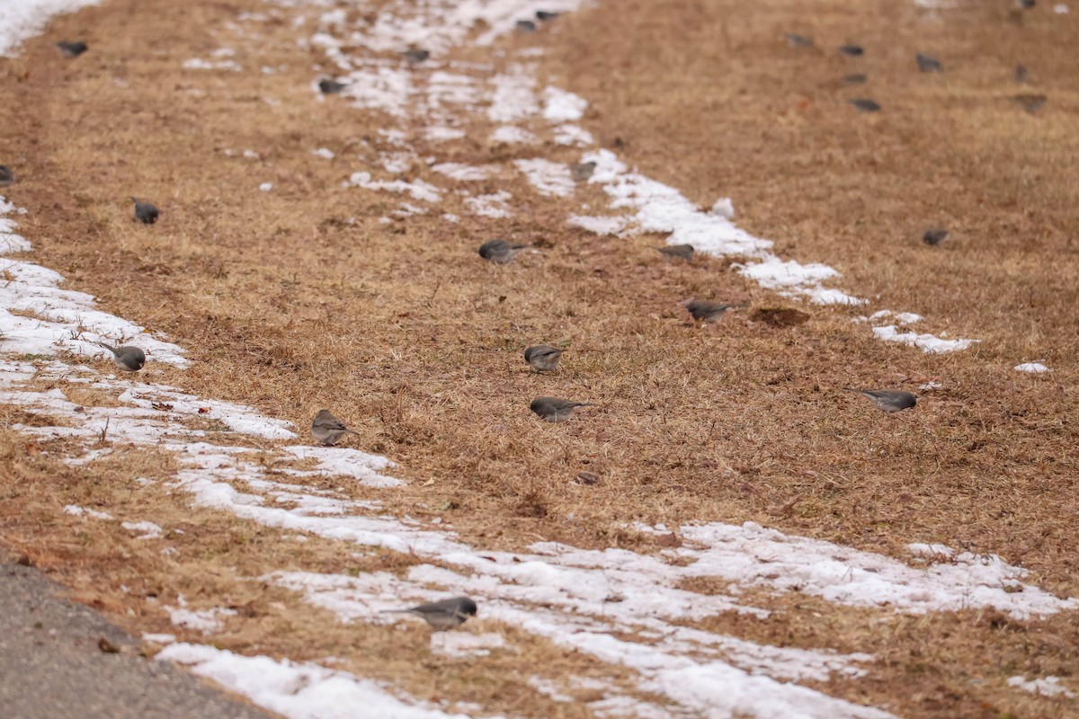 Dark-eyed Junco - ML646465731