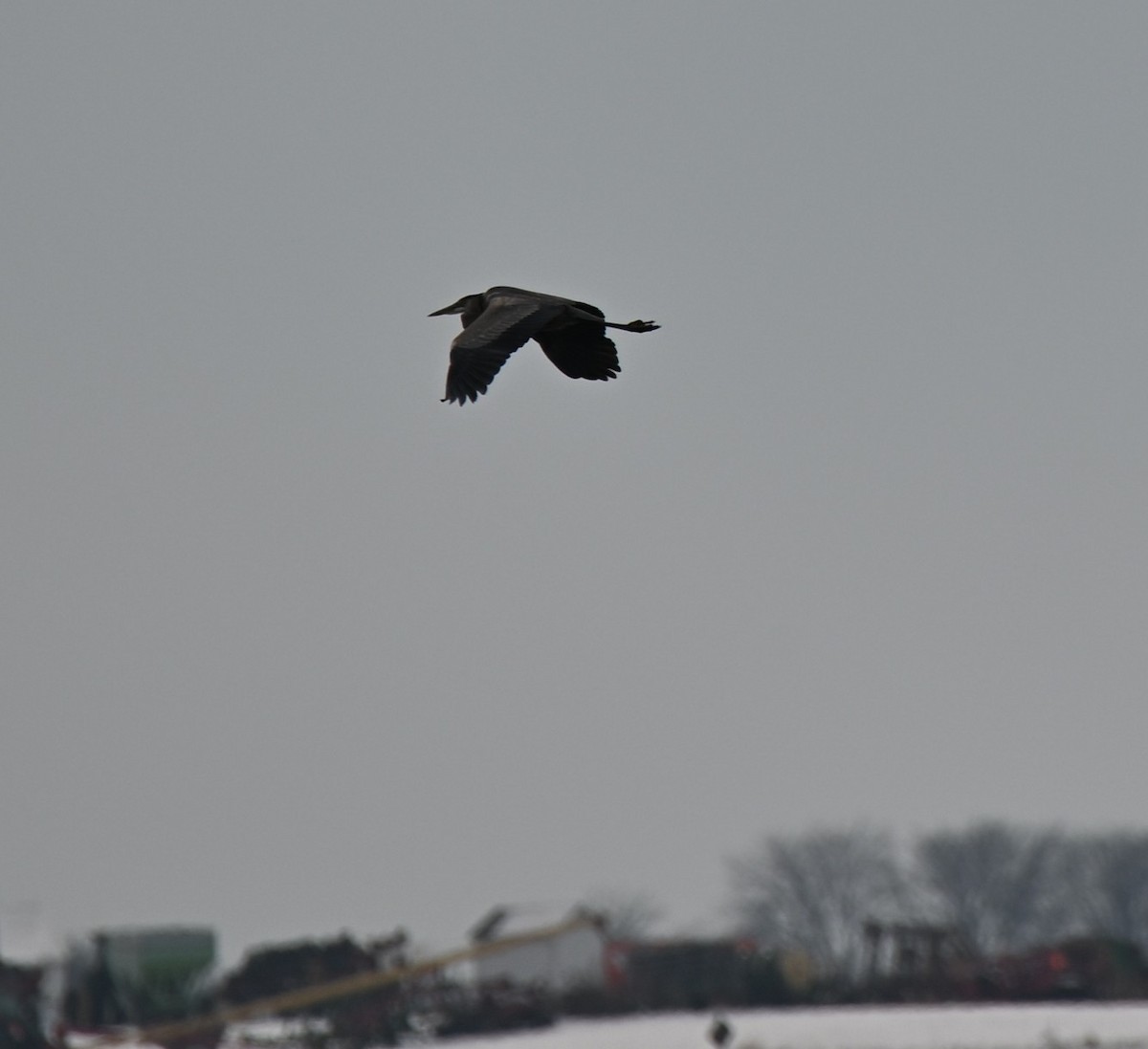 Great Blue Heron - ML646465732