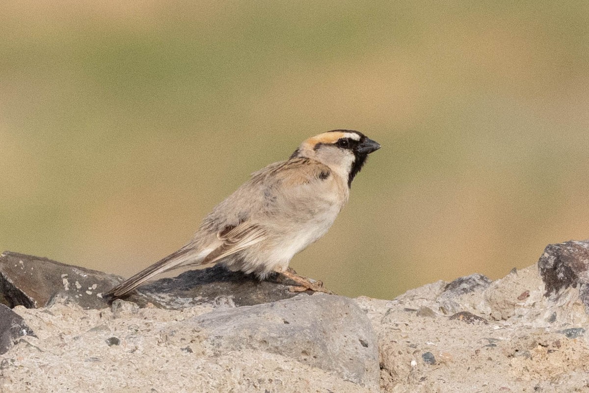 Saxaul Sparrow - ML646465737