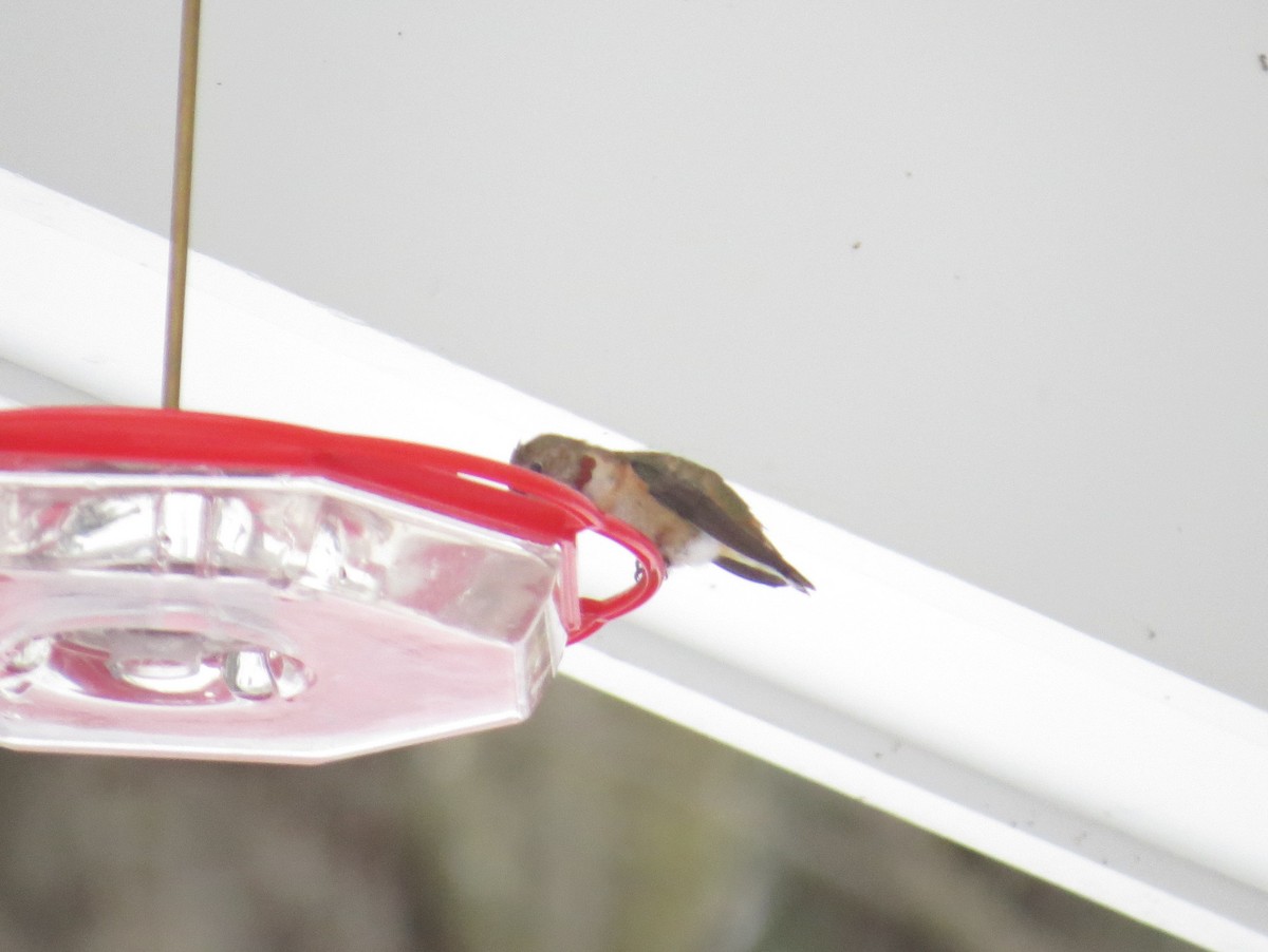Rufous Hummingbird - ML646465738
