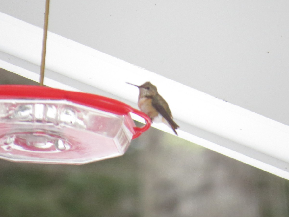 Rufous Hummingbird - ML646465739