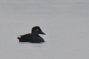 アラナミキンクロ - ML646465740