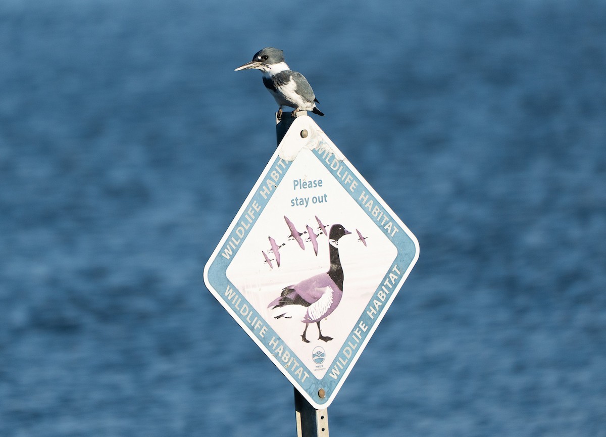 שלדג אמריקני - ML646465741