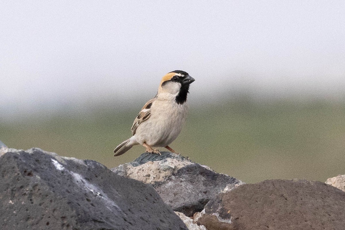 Saxaul Sparrow - ML646465742