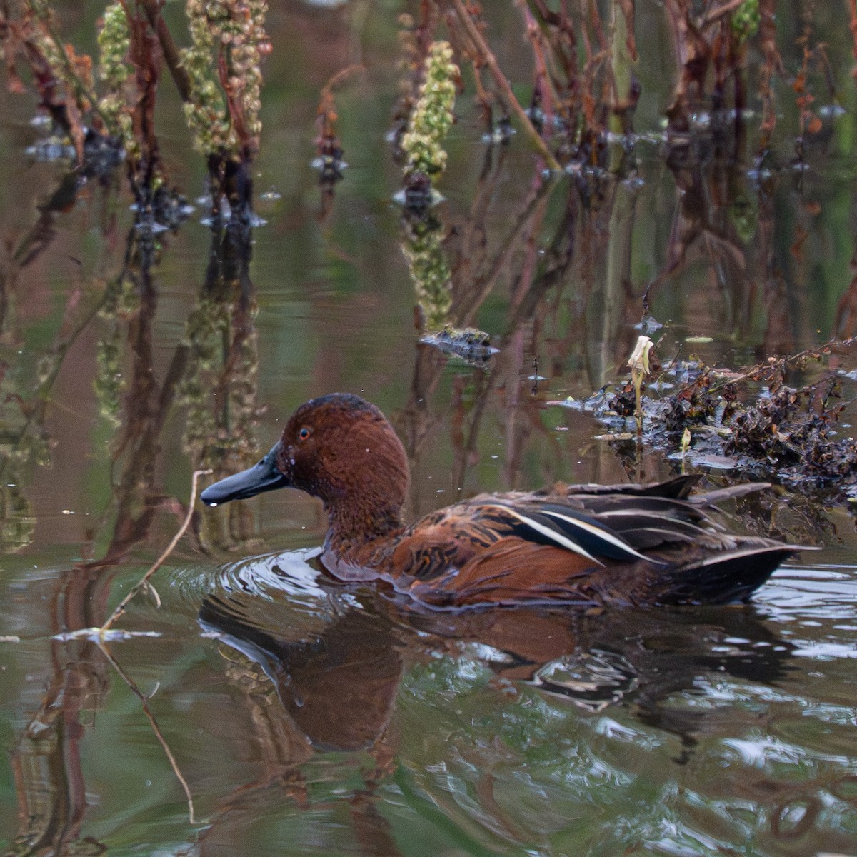 Cinnamon Teal - ML646465743
