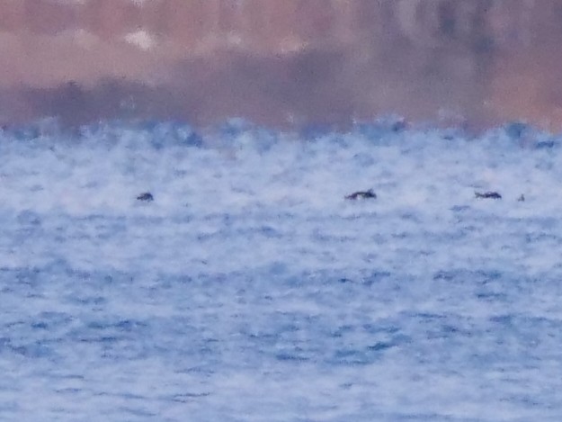 Белокрылый турпан - ML646465747