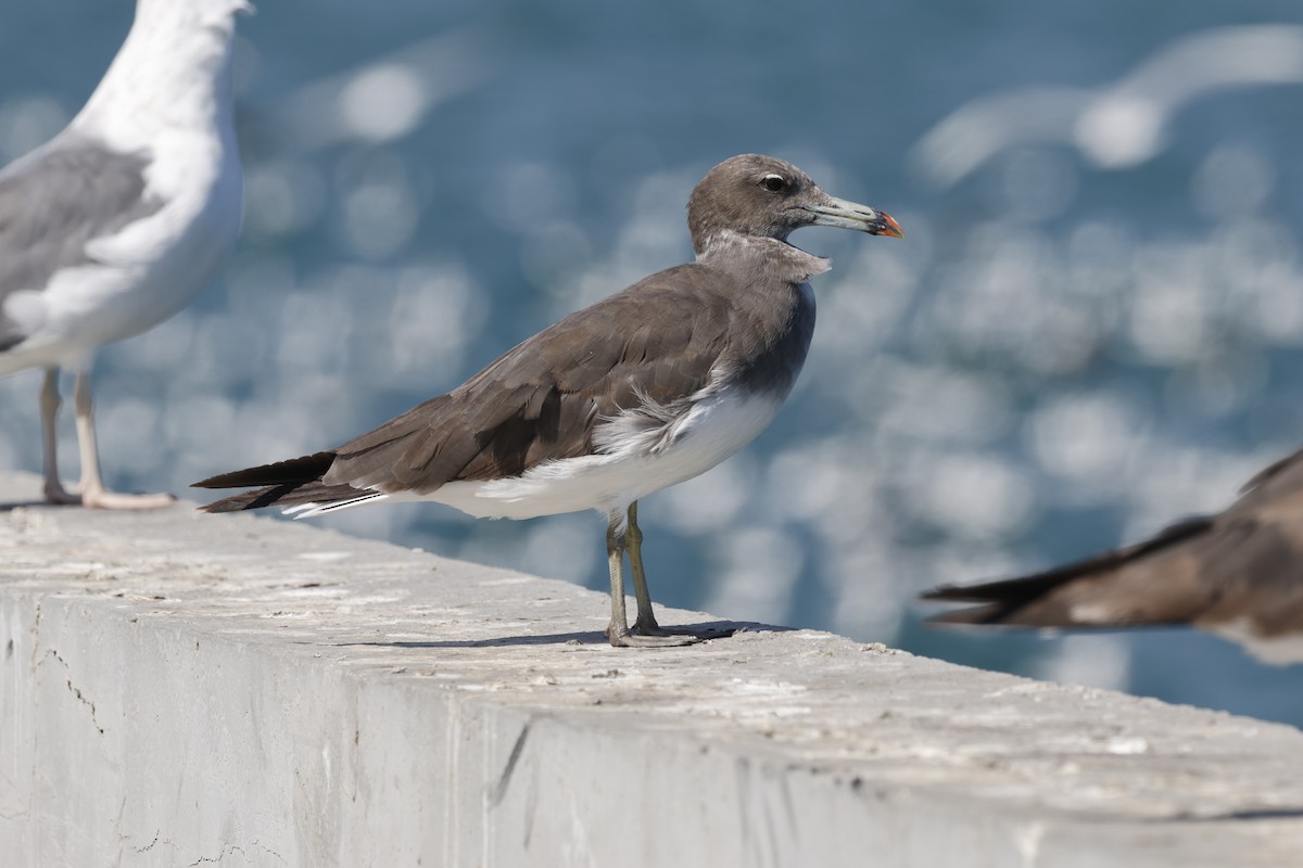 Sooty Gull - ML646465748