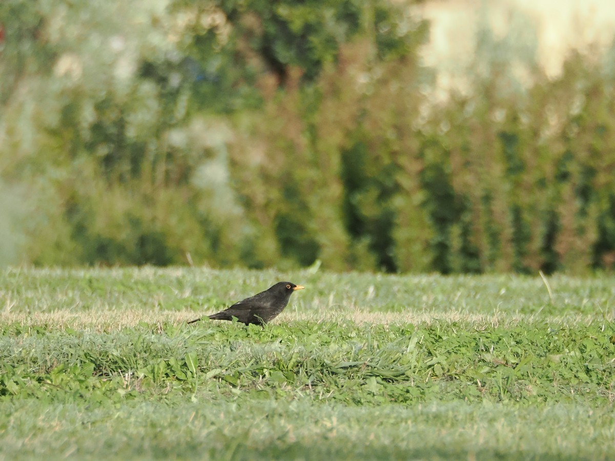Eurasian Blackbird - ML646465749
