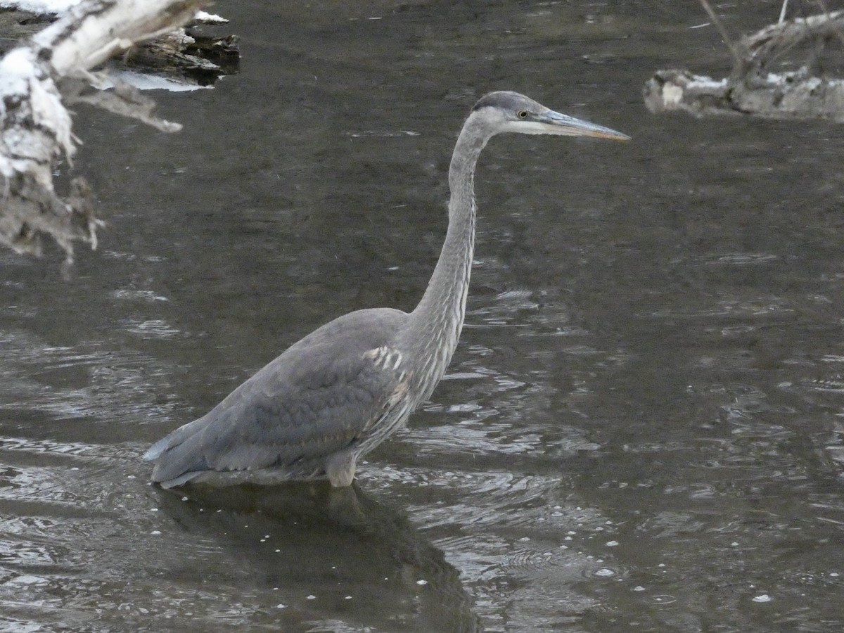 Great Blue Heron - ML646465750