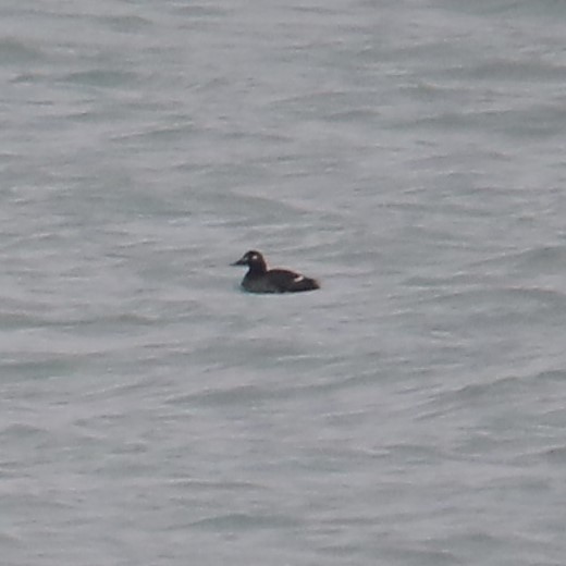 White-winged Scoter - ML646465752