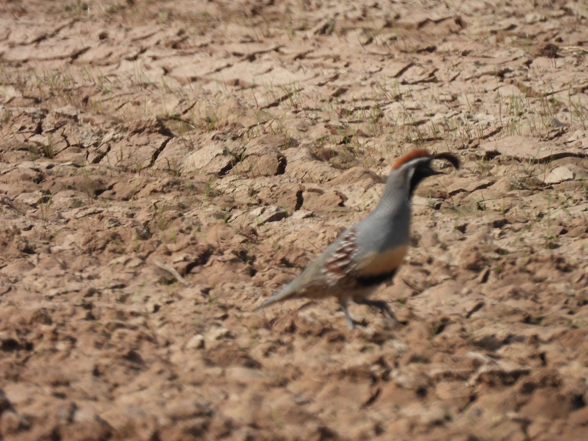 Gambel's Quail - ML646465754