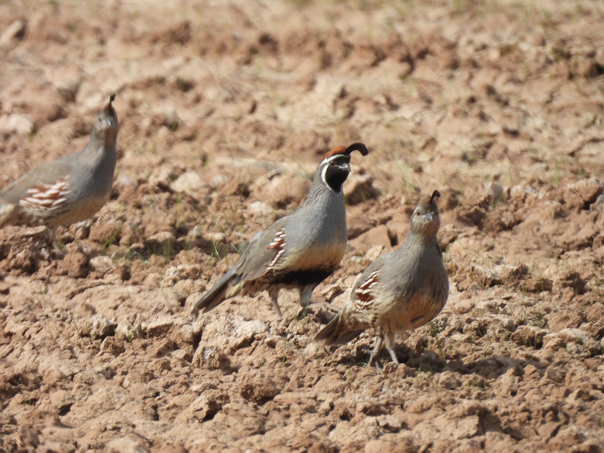 Gambel's Quail - ML646465755