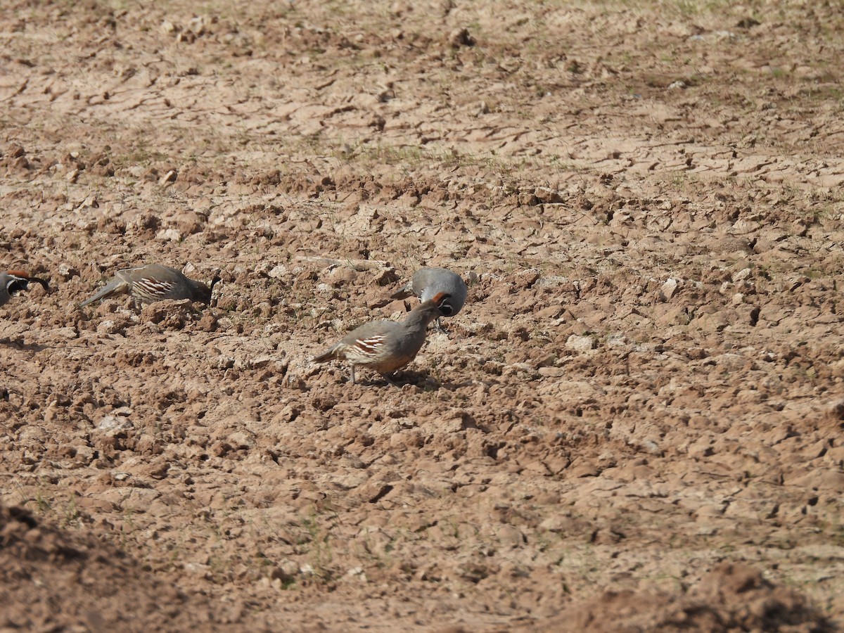 Gambel's Quail - ML646465756