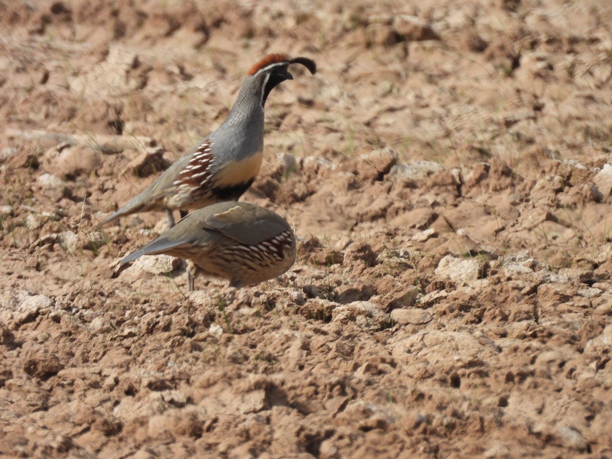 Gambel's Quail - ML646465757