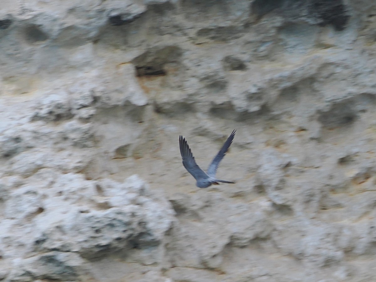 Серебристый чеглок - ML646465758