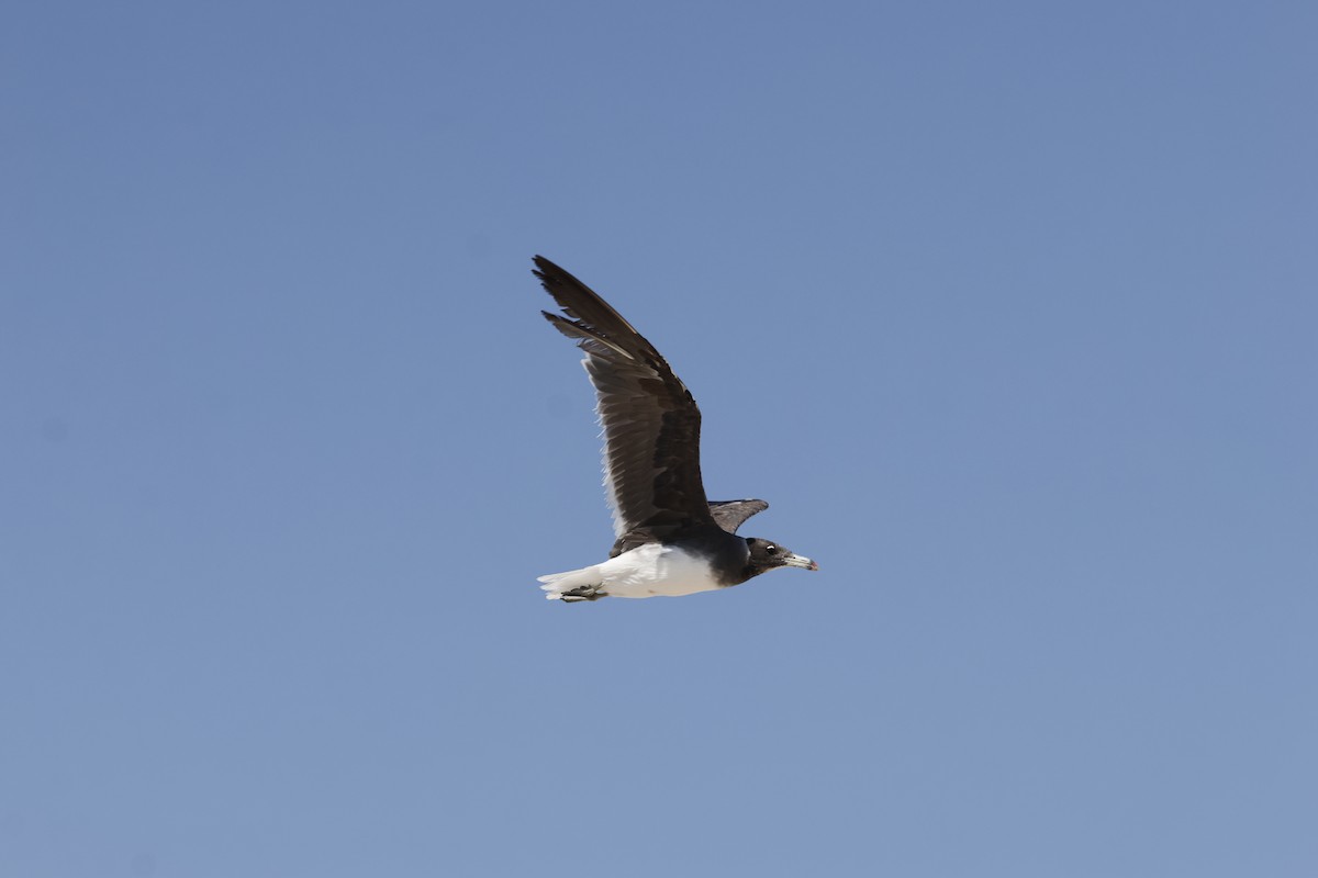 Sooty Gull - ML646465760