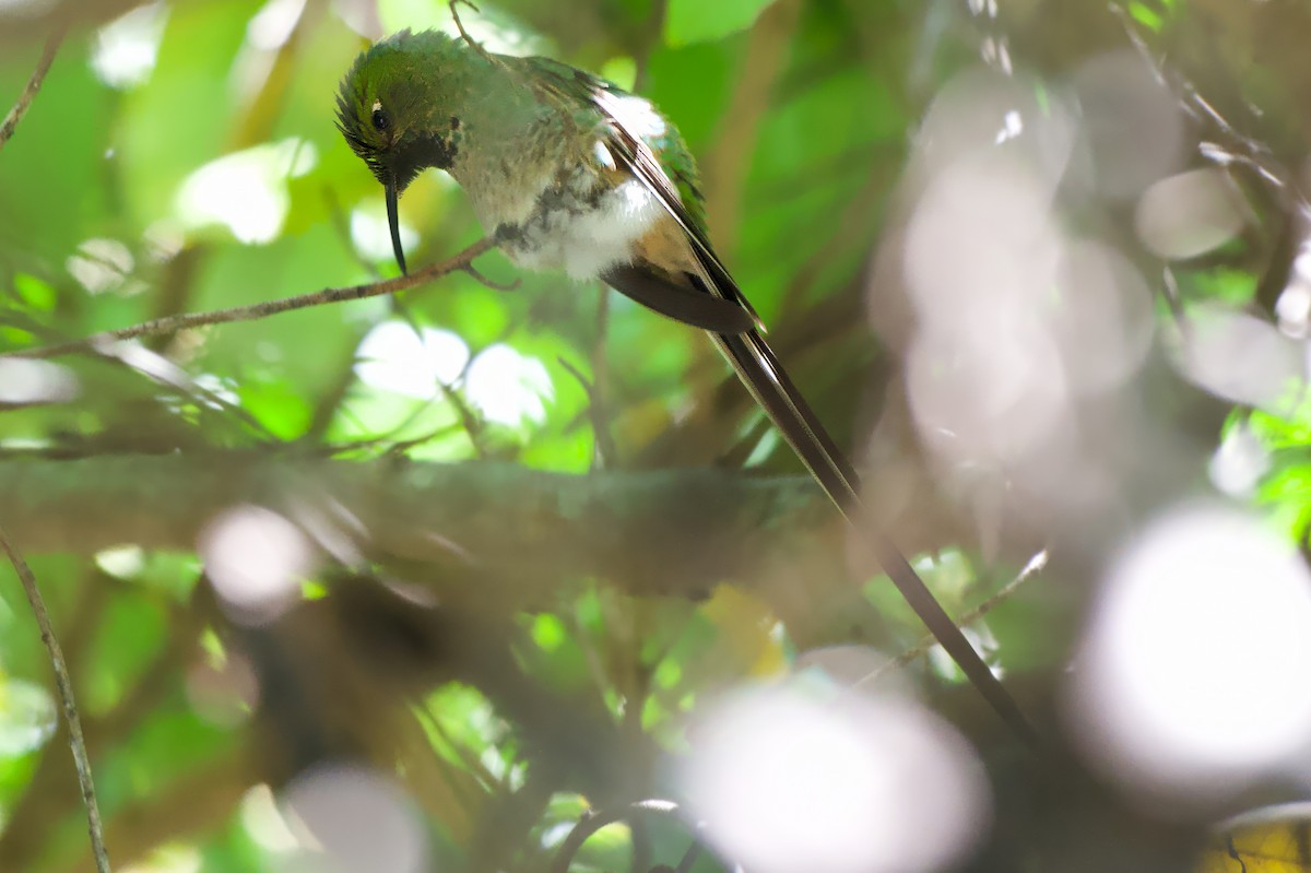 sylfa Viktoriina - ML646465761