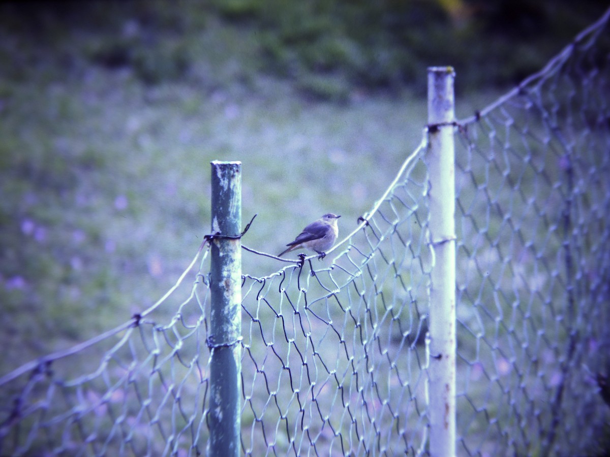 Black Redstart - ML646465763