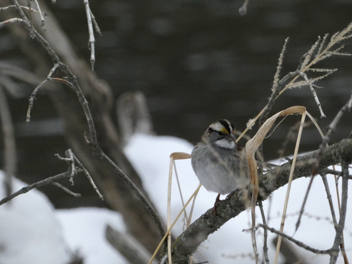 White-throated Sparrow - ML646465768