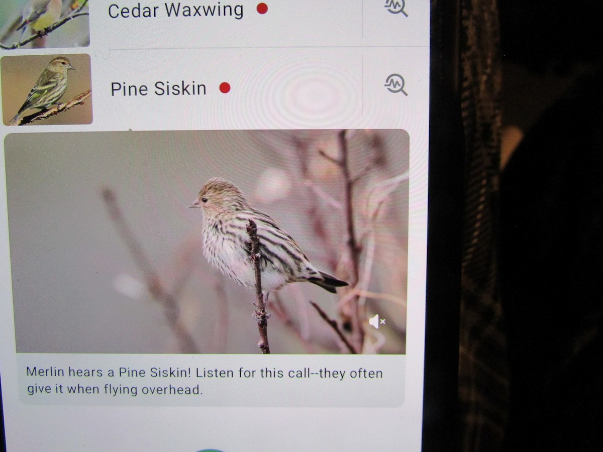 Pine Siskin - ML646465772
