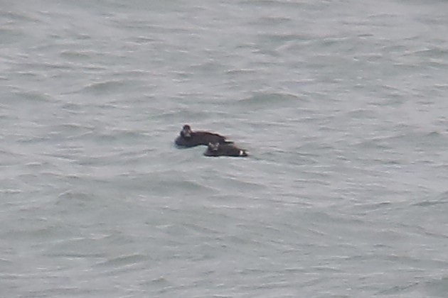 White-winged Scoter - ML646465773