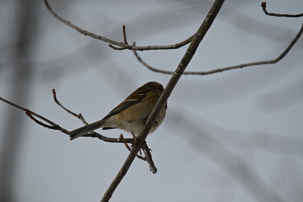 American Tree Sparrow - ML646465775