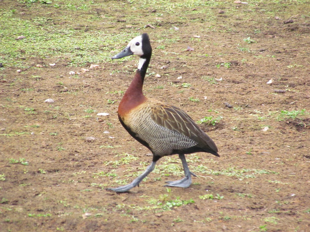 シロガオリュウキュウガモ - ML646465776