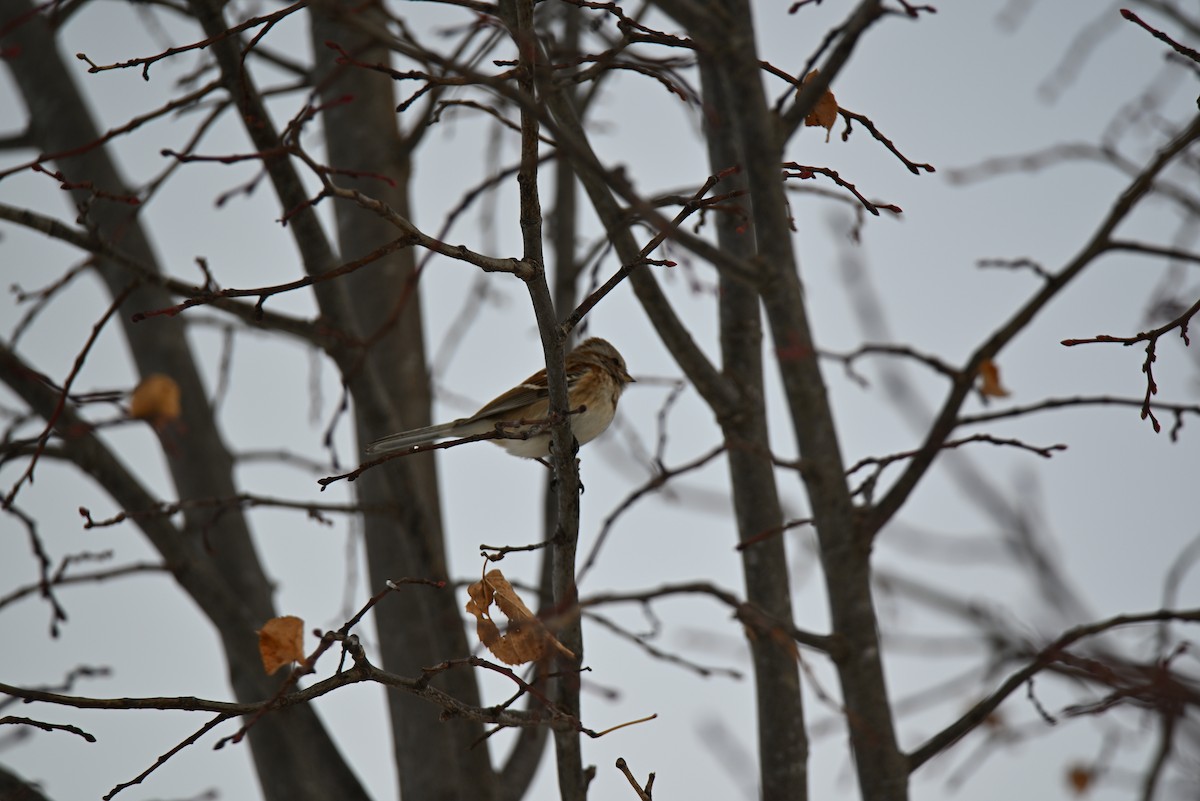 American Tree Sparrow - ML646465777