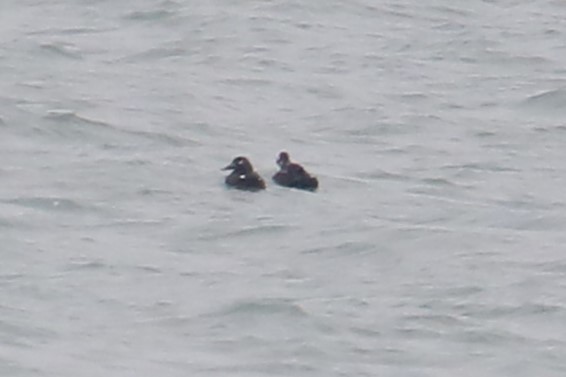 White-winged Scoter - ML646465779