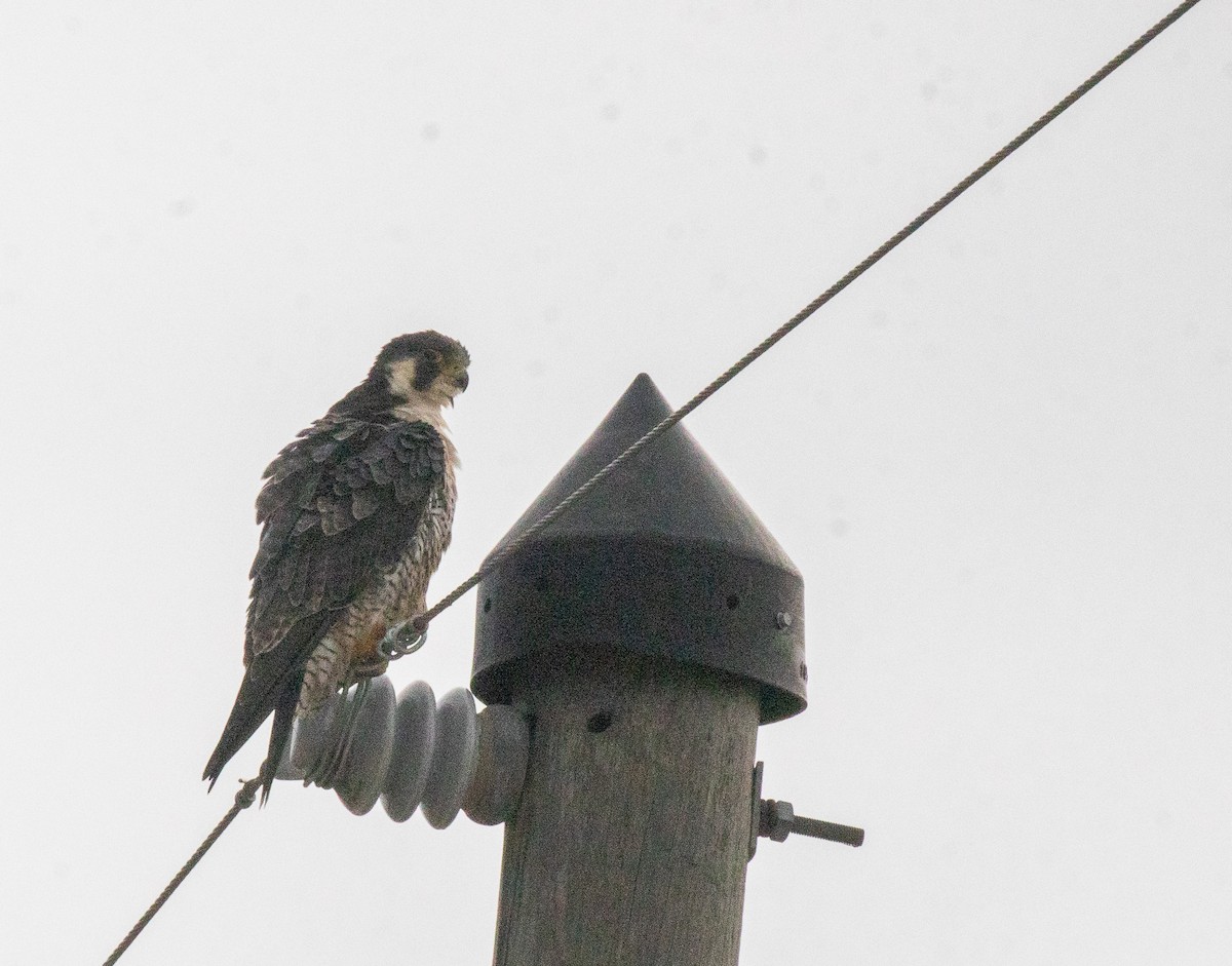 sokol stěhovavý - ML646465782