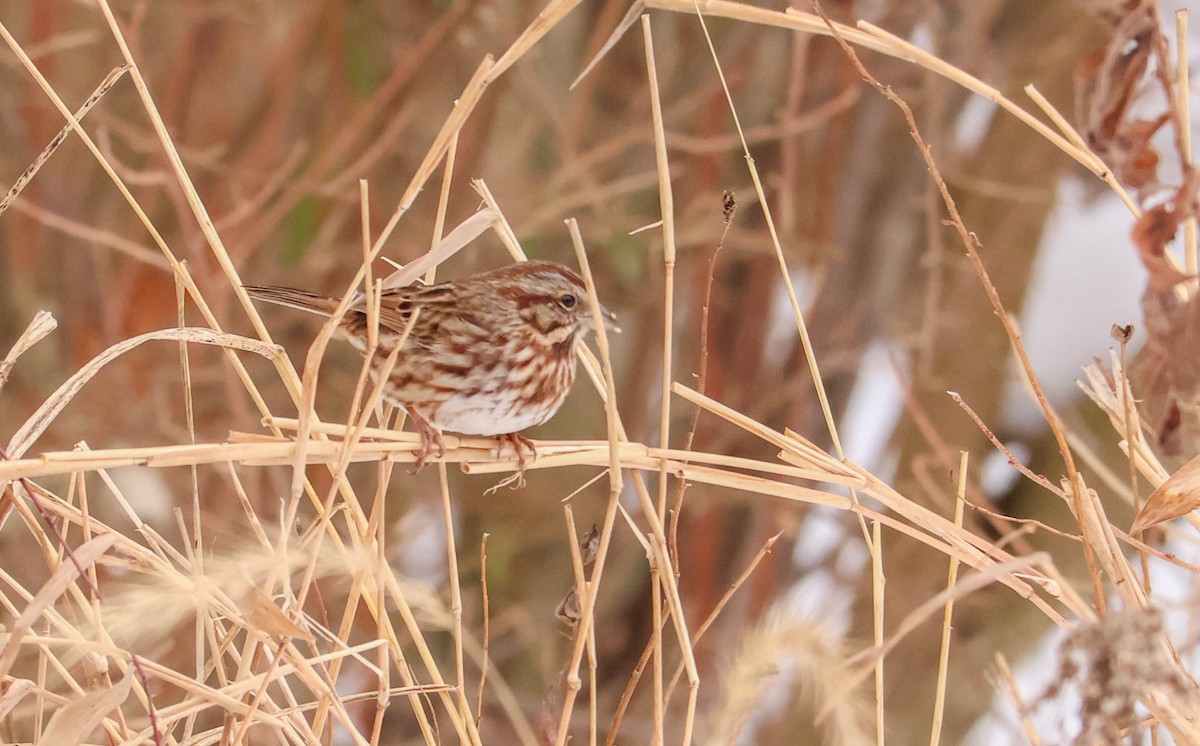 Song Sparrow - ML646465783