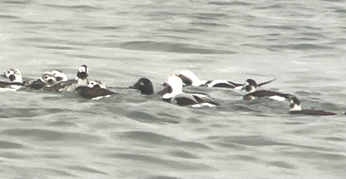 Long-tailed Duck - ML646465784