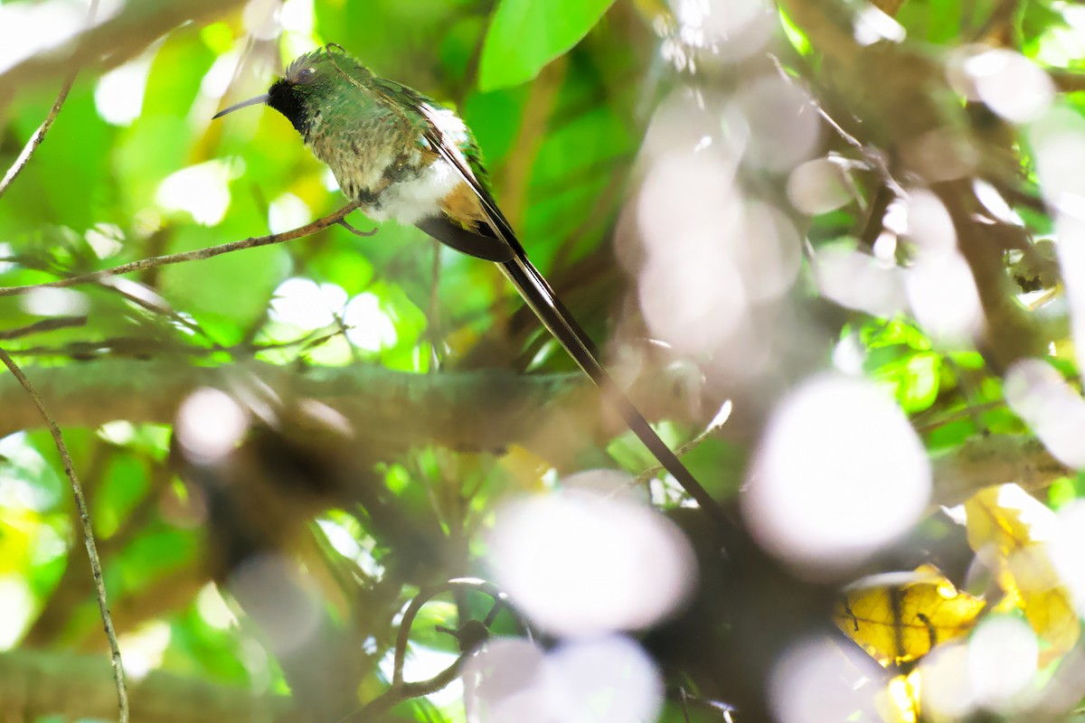 sylfa Viktoriina - ML646465785