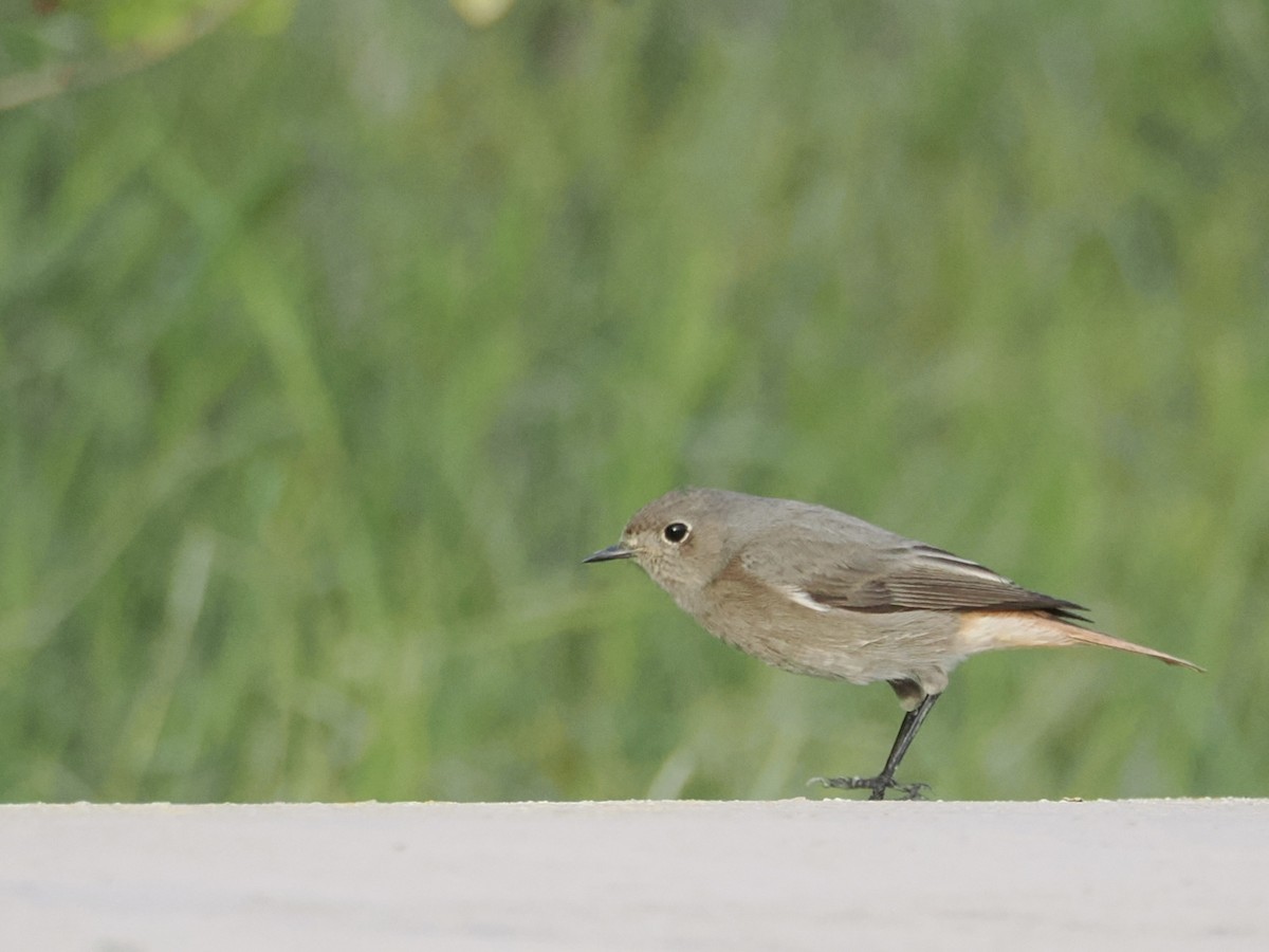Black Redstart - ML646465786