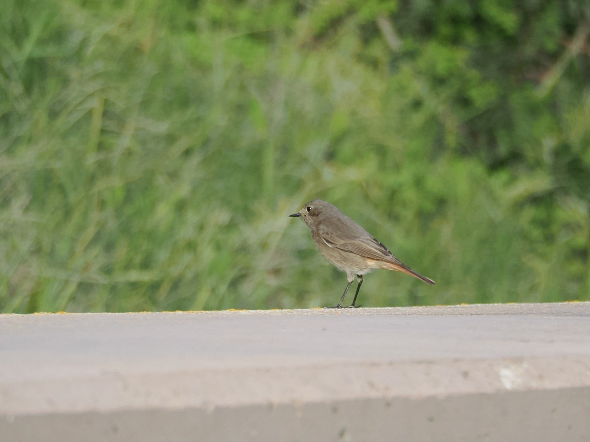 Black Redstart - ML646465787