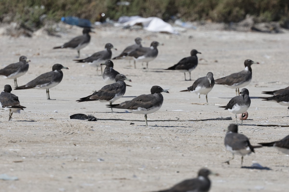 Sooty Gull - ML646465788