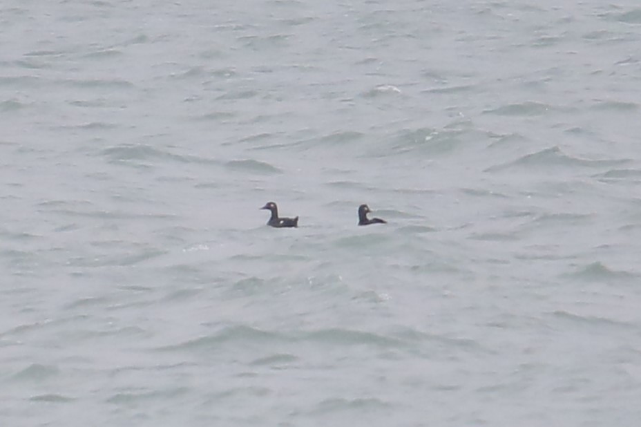 White-winged Scoter - ML646465789