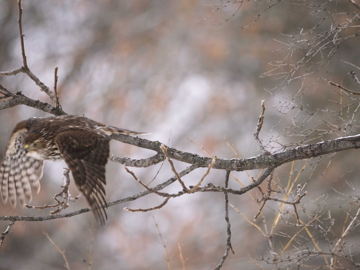 Cooper's Hawk - ML646465792