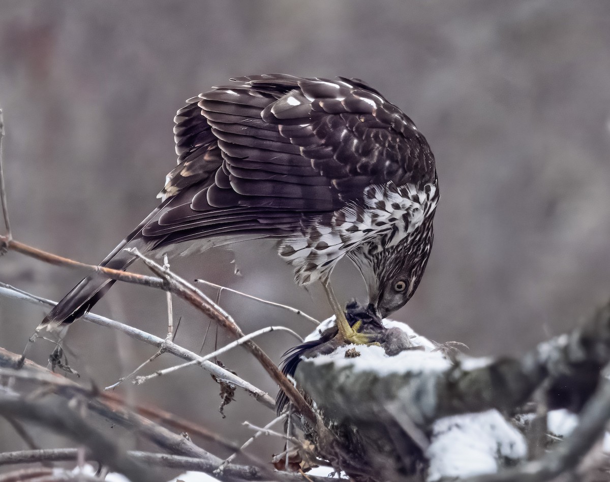 Cooper's Hawk - ML646465793