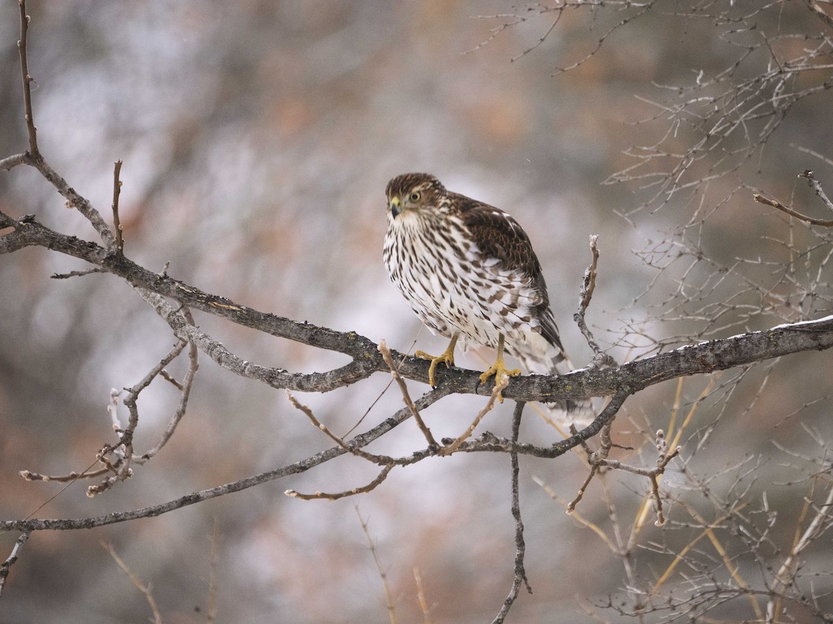 Cooper's Hawk - ML646465794