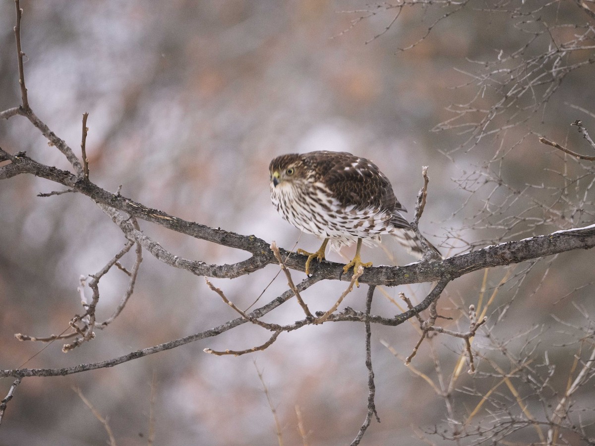 Cooper's Hawk - ML646465795